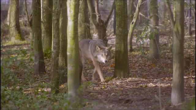 Wolf - Sad Music смотреть онлайн