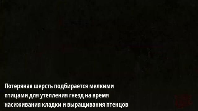 Весенняя линька животных или чем утеплить птичьи гнезда смотреть онлайн