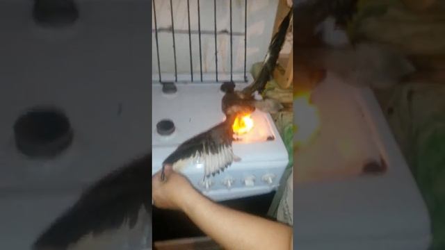 Жарим ужин, я это не буду есть часть 1 смотреть онлайн