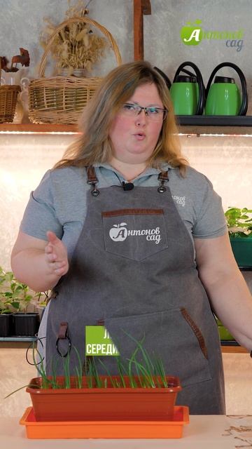 Когда сеять луки на рассаду?! смотреть онлайн