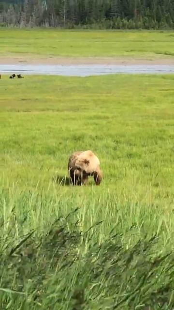 Brown bear feeding on grass| Animal WhatsApp status | Nature status | Natural status | Forest statu смотреть онлайн