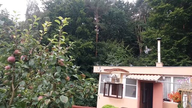 3 lot konkursowy młodych gołębi pocztowych Kołobrzeg 186 km 26.08.2018 смотреть онлайн