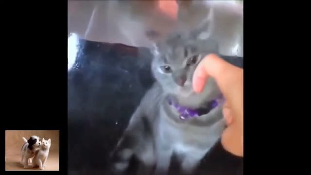 Смешные кошки. Нарезка крутых видео 2016!!!УГАР!!! смотреть онлайн