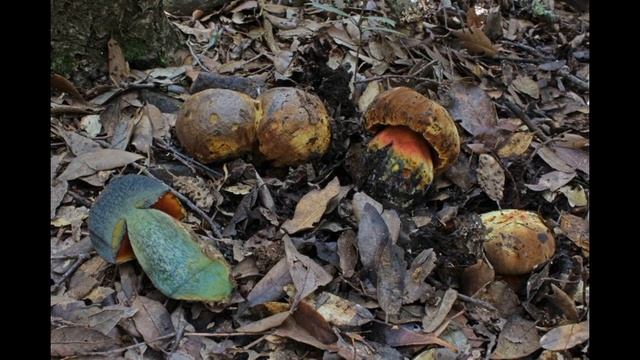 Neoboletus xanthopus смотреть онлайн