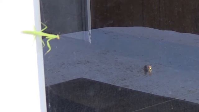 Praying Mantis on the Door of the Shop смотреть онлайн