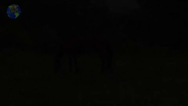 Sound of Horses - Galloping Horses - Neighing Horse смотреть онлайн