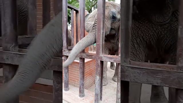 Angry Elephant and little Omar#baby #amazing #cute #funny смотреть онлайн