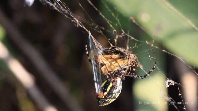 Dinner with the Argiope's смотреть онлайн