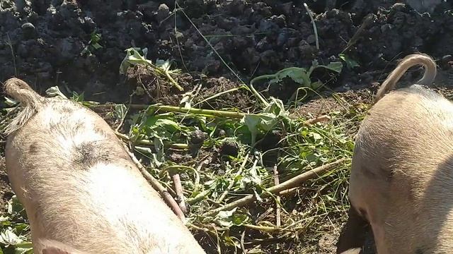 УЛЫБНИТЕСЬ И ПОСТАВЬТЕ ЛАЙК ЭТОЙ МИЛОТЕ. АРХИВ смотреть онлайн