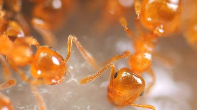 SATOYAMA1〜森の宴 смотреть онлайн