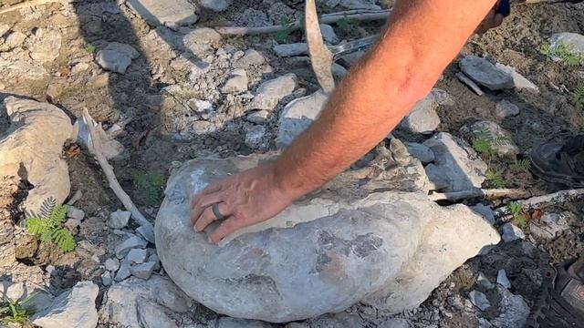 Giant North Texas Ammonite Fossil Find - Our biggest ever - 60+ Pounds - August 2023 смотреть онлайн