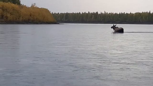 лосиха смотреть онлайн