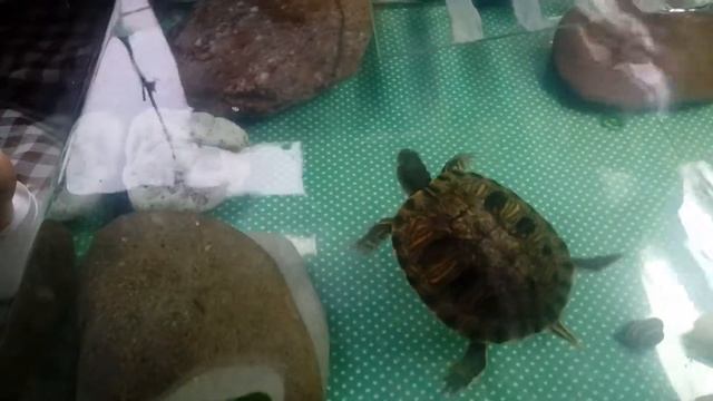 Trachemys Scripta Scripta - Slip is waiting for his food смотреть онлайн