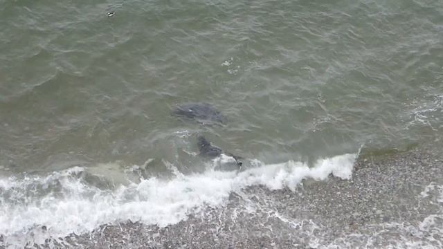 Grey seals mating смотреть онлайн