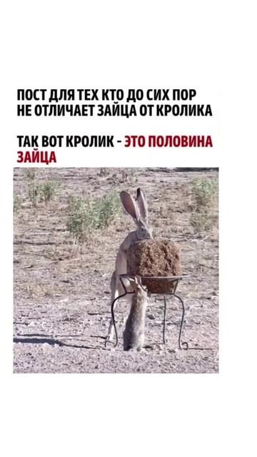 так вот кролик - это половина зайца!!‽ смотреть онлайн