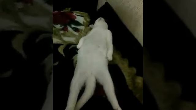 Прикол с кошкой смотреть онлайн