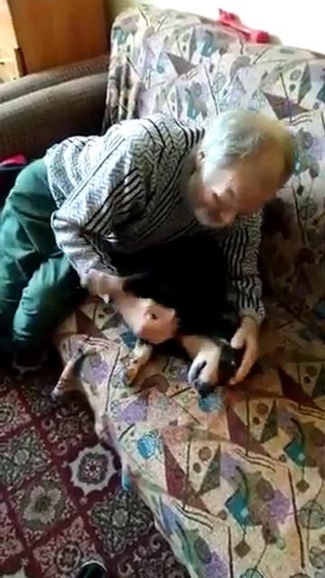 Встреча собаки с хозяином после двух месяцев разлуки смотреть онлайн