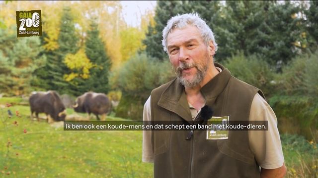GaiaZOO: ook de dierverzorgers moeten afscheid nemen van de muskusossen смотреть онлайн