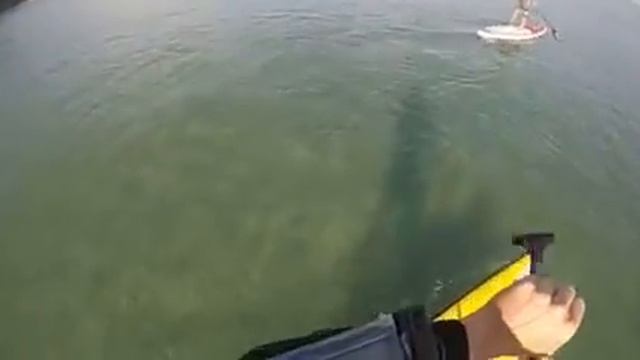 🐬🐋Paddleboarding in La Jolla to find some whales and dolphins :-) смотреть онлайн
