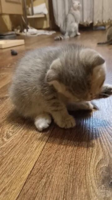 Котёнок Скоттиш Фолд умывается #котята #kittens #коты #cats #скоттиш смотреть онлайн