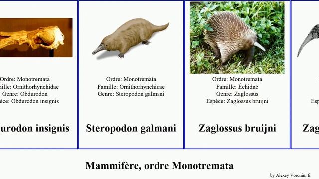 Mammifère, ordre Monotremata mammal insignis Zaglossus Sound galmani Barton monotreme Stretch Home смотреть онлайн