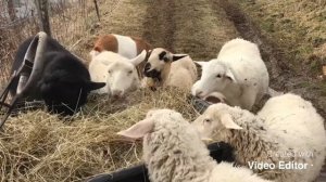 Американская ферма, American farm, козы и овцы