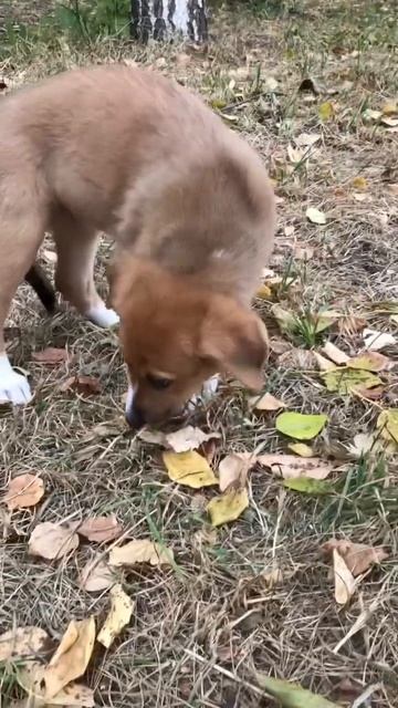 Крошка Феня ищет любимую семью смотреть онлайн