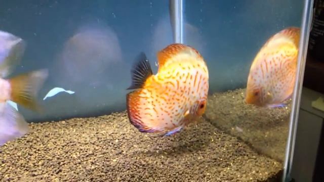 White butterfly Discus HD смотреть онлайн