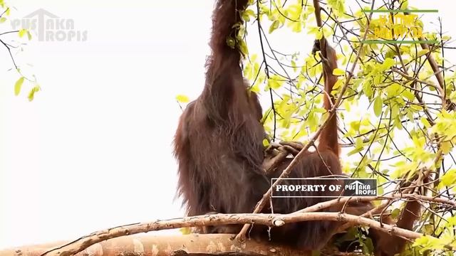 “Perilaku Kawin Orangutan”  Mating Behaviour  Wild Bornean Orangutan, Part 1