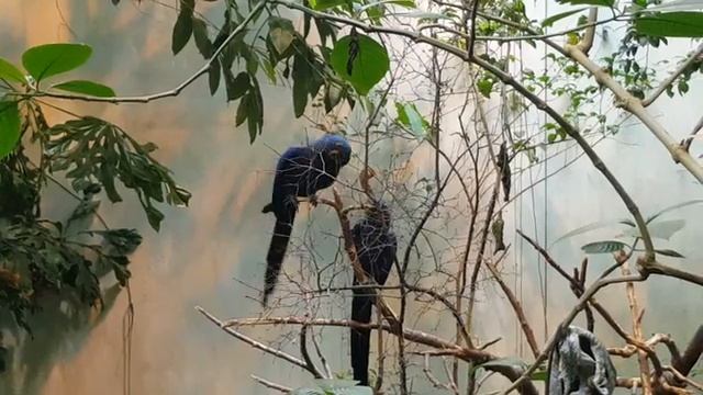 синий попугай ара / perroquet bleu .Biodôme, Montreal смотреть онлайн