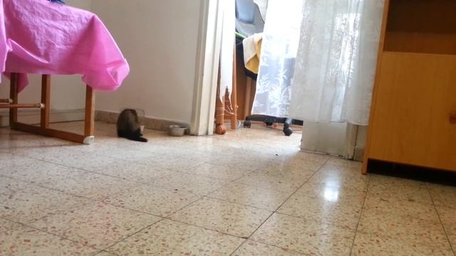 Хорек и пингвин Мадагаскара חמוס ופנגוין смотреть онлайн