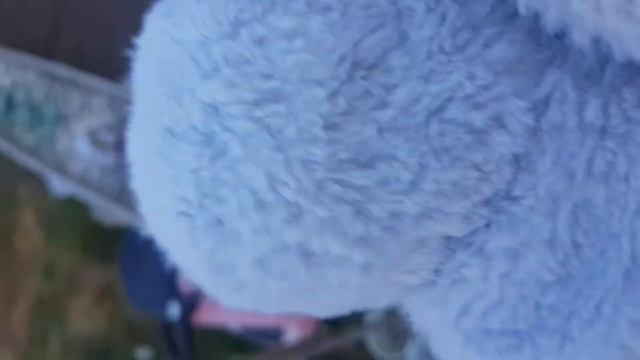 the cute little live pet koala ded oops she alive смотреть онлайн