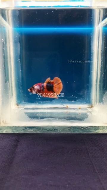 Types of breathers 🌬 Fishs in fresh water Aquariums #shorts #aquarium #guppy #betta #flowerhorn смотреть онлайн