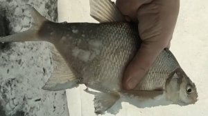 Исетское 28.01.25