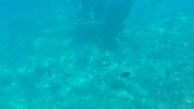 Swimming with Manta Rays смотреть онлайн