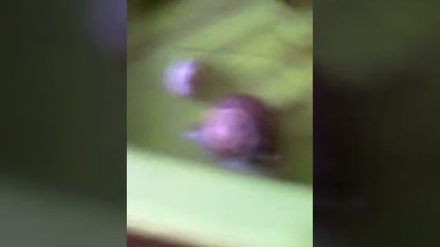 Улитки смотреть онлайн