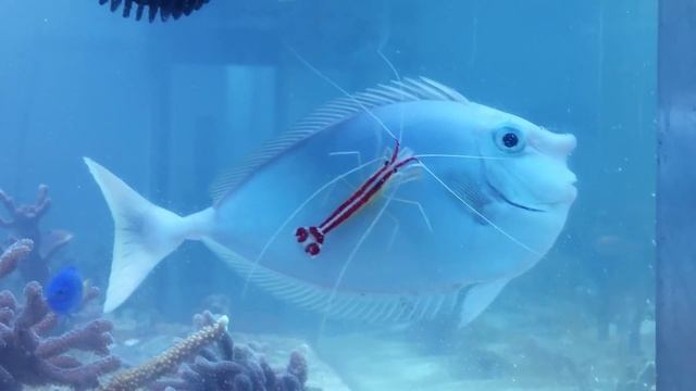 Lysmata amboinensis czysci Naso смотреть онлайн