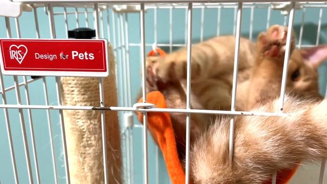 【茶トラ】ハンモックって本当に最高ですよね〜 смотреть онлайн