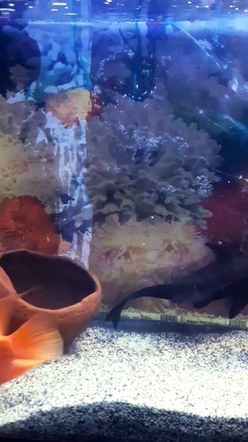 Breeding pair parrot fish |Blood-red Parrot Cichlid fish | #aquarium #fishstory #fishlover #fish смотреть онлайн