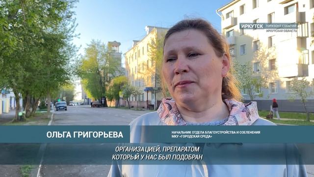 В Иркутске начали обрабатывать деревья от горностаевой моли смотреть онлайн