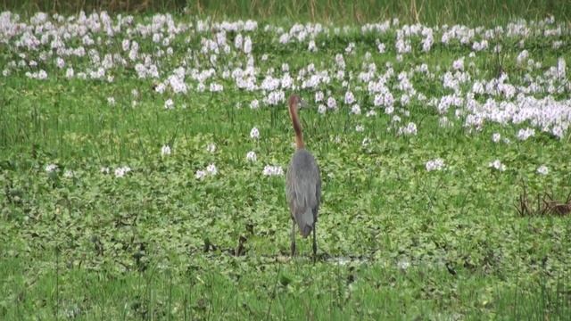 Héron goliath (Ardea goliath) Goliath Heron смотреть онлайн