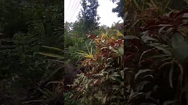 Jual Tanaman Hias, Pot, Dan Pesan Kolam Minimalis, Desa Sekayu, Buayan, Kebumen
