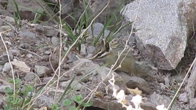 Least Chipmunk bark #2 смотреть онлайн