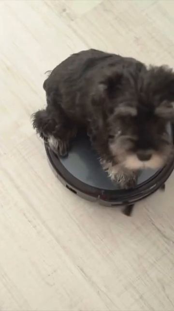 Schnauzer goes for ride on robot vacuum cleaner #shorts #shortvideo смотреть онлайн