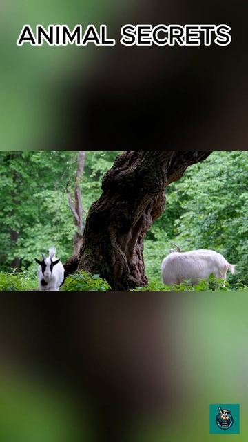 3 interesting secrets about goats you may not know #shorts #animals #secret #goats смотреть онлайн