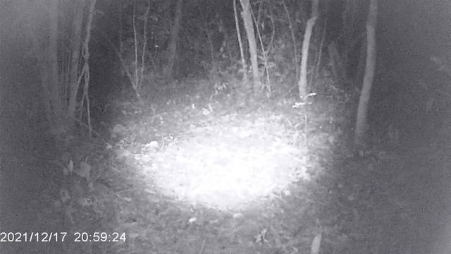Gambá filmado na câmera de trilha PR400 смотреть онлайн
