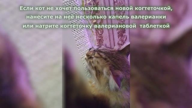 Как приучить кота к когтеточке. 100% результат. Проверено на практике. смотреть онлайн