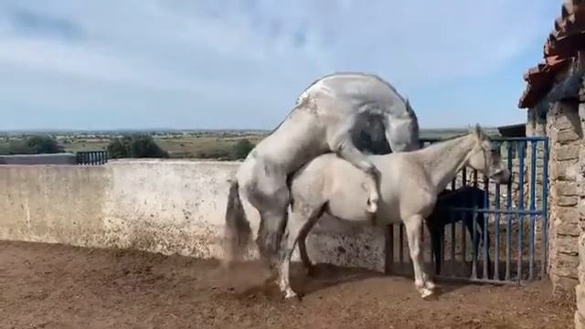 Caballo padrillo semental garañón cubre se aparea yegua por primera vez. Horse mating تزاوج الخيل 😱 смотреть онлайн