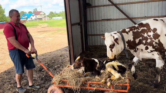 Отёл айрширской коровы! Кого принесла Горошка? Пополнение на Молодой Ферме! смотреть онлайн