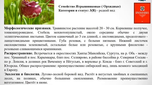 Красная книга ХМАО смотреть онлайн